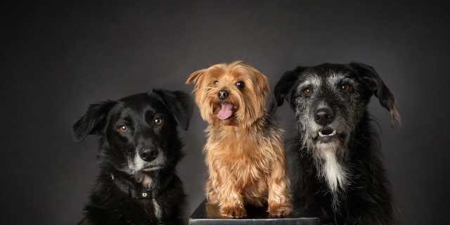 The Three Amigos-Bill, Jake and Maggie