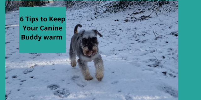 Mylo the Schnauzer out walking in the snow in Ballyclare Northern  Ireland Jan 2023