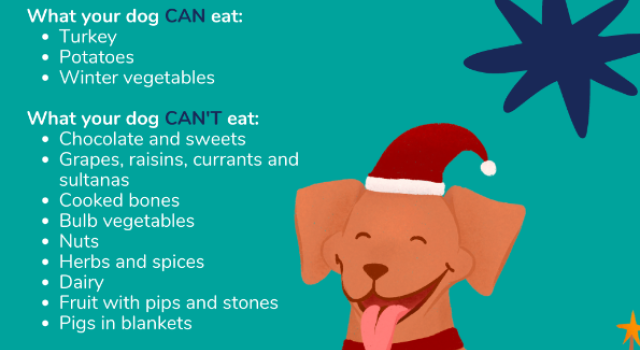 List of items that are okay for your dog to eat and items that arent