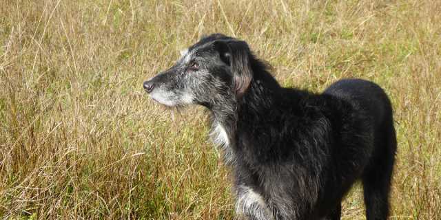 Dog in field